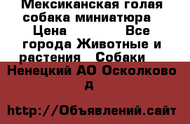 Мексиканская голая собака миниатюра › Цена ­ 53 000 - Все города Животные и растения » Собаки   . Ненецкий АО,Осколково д.